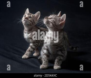 Zwei schöne silberne bengal Kätzchen suchen wachsam. Stockfoto