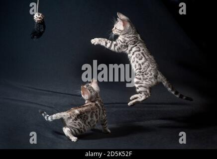 Zwei silberne bengalkätzchen, die mit einem Spielzeug spielen, eines in der Luft. Stockfoto