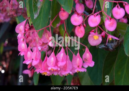 Lebendige rosa Blüten eines Begonia Coccinea Baum Stockfoto