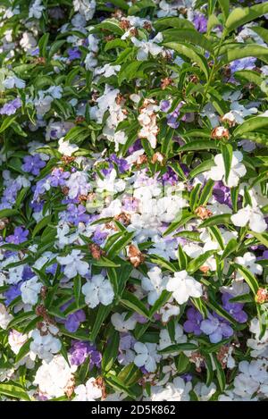 Ein Brunfelsia bonodora gemeinhin Brasilien Raintree genannt, gestern-heute-morgen und Dame der Nacht, in Blüte, in Australien Stockfoto