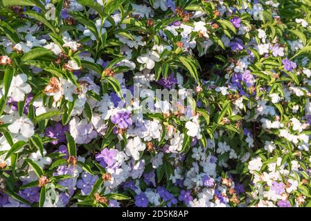 Ein Brunfelsia bonodora gemeinhin Brasilien Raintree genannt, gestern-heute-morgen und Dame der Nacht, in Blüte, in Australien Stockfoto