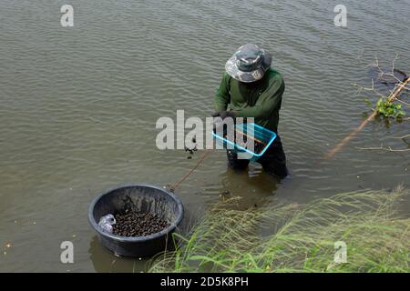 Männliche Arbeiter sieben Schalentiere mit einem Korb in einem Kanal. Suphan Buri, Thailand. Stockfoto