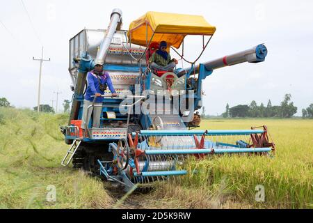 Zwei männliche Bauern, die während der Erntezeit eine Erntemaschine in einem Reisfeld fahren. Suphan Buri, Thailand. Stockfoto