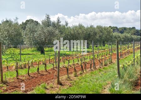 Weinreben und Olivenbäume auf der Insel 'Ile Saint-Honorat', auf den Lerins-Inseln Stockfoto