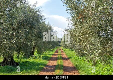 Olivenbäume auf der Insel 'Ile Saint-Honorat', auf den Lerins-Inseln Stockfoto