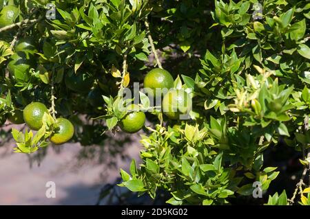 Sydney Australien, unreife Frucht eines Citris X aurantium Myrtifolia oder Chinotto Orangenbaums Stockfoto