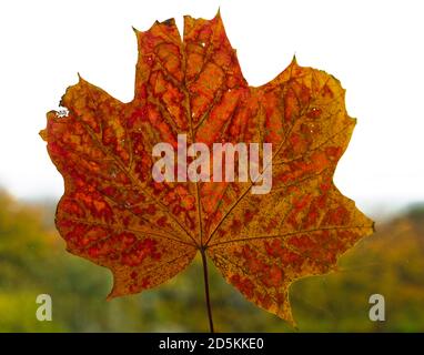 Die Farben des Herbstes in einem Sycamore Blatt. Laubbäume werfen ihre Blätter, wie der Winter nähert und in dem Prozess als Seneszenz bekannt Stockfoto