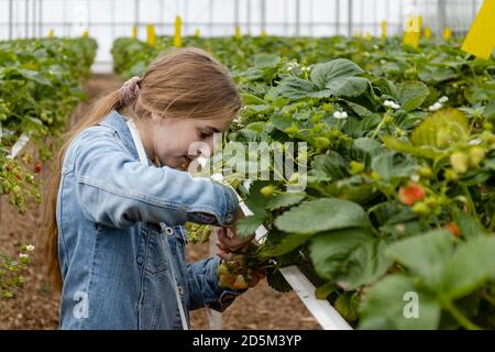 Junge blonde Mädchen pflücken Erdbeeren mit einer Schere auf einer Erdbeerfarm in einem Gewächshaus. Die Mädchenhaare sind in einem Pferdeschwanz und sie wlüftet einen Denim Stockfoto