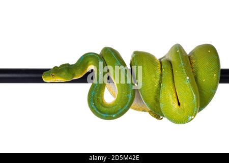 Erwachsener grüner Baum Python aka Morelia viridis, der über dem schwarzen Pol hängt und zur Seite geht. Isoliert auf weißem Hintergrund. Stockfoto