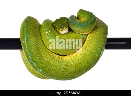 Erwachsener Green Tree Python aka Morelia viridis, der über dem schwarzen Pol hängt, typische Pose mit Kopf in der Mitte. Isoliert auf weißem Hintergrund. Stockfoto