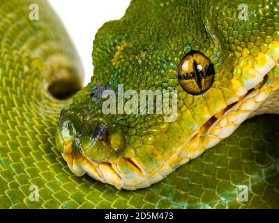 Nahaufnahme vom Kopf des erwachsenen Green Tree Python aka Morelia viridis, der über dem schwarzen Pol hängt. Isoliert auf weißem Hintergrund. Stockfoto