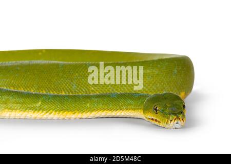 Detail des Kopfes von erwachsenen Green Tree Python aka Morelia viridis auf flacher Oberfläche. Isoliert auf weißem Hintergrund. Stockfoto