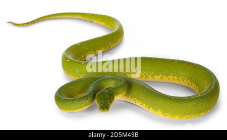 Full bod Lenght Shot von erwachsenen Green Tree Python aka Morelia viridis auf flacher Oberfläche. Isoliert auf weißem Hintergrund. Stockfoto