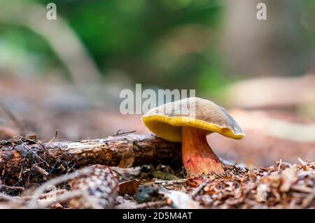 Xerocomellus chrysenteron, bekannt als Boletus chrysenteron oder Xerocomus chrysenteron Stockfoto