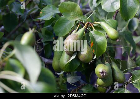 Reifende Birnen auf einem Baum fast bereit für die Ernte. Produzieren Landwirtschaft britischen Obstbaum England. Stockfoto