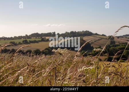 Langes Gras weht im Wind mit sonnigen Feldern als Hintergrund. England Sommer Landschaft Gras Stockfoto