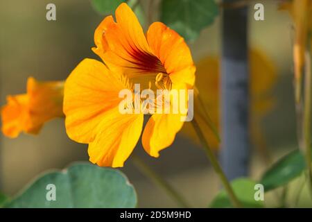 13. Oktober 2020, Schleswig, wildwachsende kleine Kapuzinerkreuzgewächse (Tropaeolum minus) mit gelben Blüten am Straßenrand die Kapuzinerkreuzgewächse (Tropaeolum) sind die einzige Gattung der Kapuzinerkreuzgewächse (Tropeolaceae) in der Ordnung der Kreuzblütler. Detail des gelben Blutes. Kernudicotyledonen, Rosiden, Eurosiden II, Ordnung: Kreuzblütler (Brassicales), Familie: Kapuzinerkresse, Gattung: Kapuzinerkresse, weltweite Verwendung Stockfoto