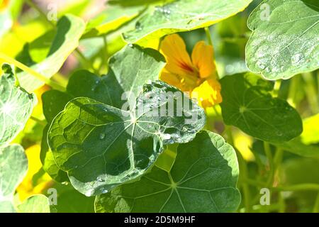 13. Oktober 2020, Schleswig, wildwachsende kleine Kapuzinerkreuzgewächse (Tropaeolum minus) mit gelben Blüten am Straßenrand die Kapuzinerkreuzgewächse (Tropaeolum) sind die einzige Gattung der Kapuzinerkreuzgewächse (Tropeolaceae) in der Ordnung der Kreuzblütler. Kernudicotyledonen, Rosiden, Eurosiden II, Ordnung: Kreuzblütler (Brassicales), Familie: Kapuzinerkresse, Gattung: Kapuzinerkresse, weltweite Verwendung Stockfoto