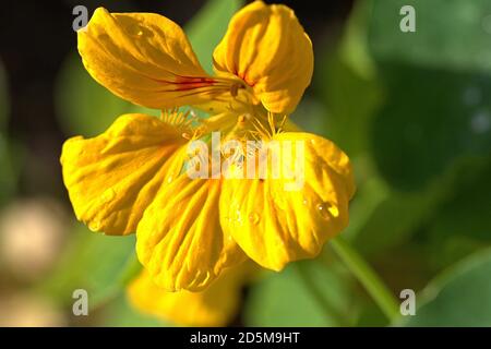 13. Oktober 2020, Schleswig, wildwachsende kleine Kapuzinerkreuzgewächse (Tropaeolum minus) mit gelben Blüten am Straßenrand die Kapuzinerkreuzgewächse (Tropaeolum) sind die einzige Gattung der Kapuzinerkreuzgewächse (Tropeolaceae) in der Ordnung der Kreuzblütler. Detail des gelben Blutes. Kernudicotyledonen, Rosiden, Eurosiden II, Ordnung: Kreuzblütler (Brassicales), Familie: Kapuzinerkresse, Gattung: Kapuzinerkresse, weltweite Verwendung Stockfoto