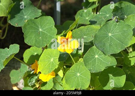 13. Oktober 2020, Schleswig, wildwachsende kleine Kapuzinerkreuzgewächse (Tropaeolum minus) mit gelben Blüten am Straßenrand die Kapuzinerkreuzgewächse (Tropaeolum) sind die einzige Gattung der Kapuzinerkreuzgewächse (Tropeolaceae) in der Ordnung der Kreuzblütler. Kernudicotyledonen, Rosiden, Eurosiden II, Ordnung: Kreuzblütler (Brassicales), Familie: Kapuzinerkresse, Gattung: Kapuzinerkresse, weltweite Verwendung Stockfoto