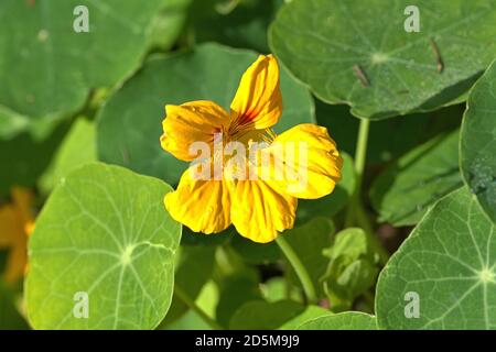 13. Oktober 2020, Schleswig, wildwachsende kleine Kapuzinerkreuzgewächse (Tropaeolum minus) mit gelben Blüten am Straßenrand die Kapuzinerkreuzgewächse (Tropaeolum) sind die einzige Gattung der Kapuzinerkreuzgewächse (Tropeolaceae) in der Ordnung der Kreuzblütler. Kernudicotyledonen, Rosiden, Eurosiden II, Ordnung: Kreuzblütler (Brassicales), Familie: Kapuzinerkresse, Gattung: Kapuzinerkresse, weltweite Verwendung Stockfoto