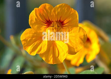 13. Oktober 2020, Schleswig, wildwachsende kleine Kapuzinerkreuzgewächse (Tropaeolum minus) mit gelben Blüten am Straßenrand die Kapuzinerkreuzgewächse (Tropaeolum) sind die einzige Gattung der Kapuzinerkreuzgewächse (Tropeolaceae) in der Ordnung der Kreuzblütler. Detail des gelben Blutes. Kernudicotyledonen, Rosiden, Eurosiden II, Ordnung: Kreuzblütler (Brassicales), Familie: Kapuzinerkresse, Gattung: Kapuzinerkresse, weltweite Verwendung Stockfoto