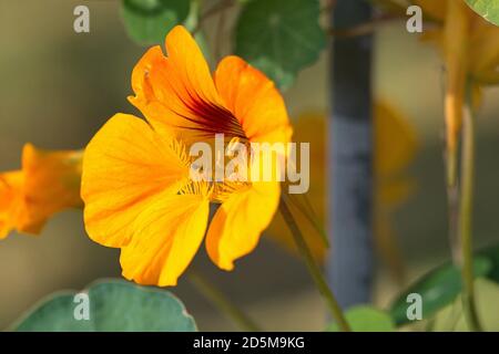 13. Oktober 2020, Schleswig, wildwachsende kleine Kapuzinerkreuzgewächse (Tropaeolum minus) mit gelben Blüten am Straßenrand die Kapuzinerkreuzgewächse (Tropaeolum) sind die einzige Gattung der Kapuzinerkreuzgewächse (Tropeolaceae) in der Ordnung der Kreuzblütler. Detail des gelben Blutes. Kernudicotyledonen, Rosiden, Eurosiden II, Ordnung: Kreuzblütler (Brassicales), Familie: Kapuzinerkresse, Gattung: Kapuzinerkresse, weltweite Verwendung Stockfoto