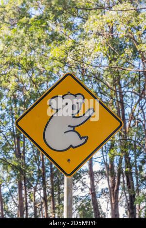 Australien. Schild Warnung Verkehrsteilnehmer, dass sie in einem Gebiet, wo Koalas bekannt sind zu überqueren sind. Stockfoto