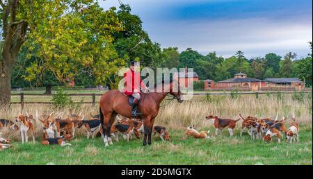 Belvoir, Grantham, Lincolnshire - Belvoir Hounds, warten auf morgendliche Jagdhund-Übung mit Jäger John Holliday, die Jagd Zwinger im Hintergrund Stockfoto