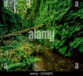 Fern Canyon, Prairie Creek Redwoods State Park, Redwood National and State Parks, Kalifornien Stockfoto