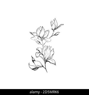 Magnolia Blumen Zeichnung und Skizze mit Line-Art auf weißem Hintergrund. Stock Vektor