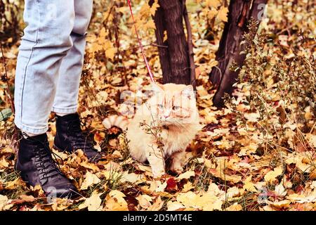 Frau, die mit einer großen Ingwerkatze an der Leine im Park läuft. Selektiver Fokus auf die Katze Stockfoto