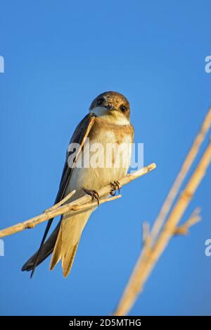 Sand Martin - Riparia riparia, schöner scheuer Barschvogel von den euroasiatischen Sandbänken, Insel Pag, Kroatien. Stockfoto