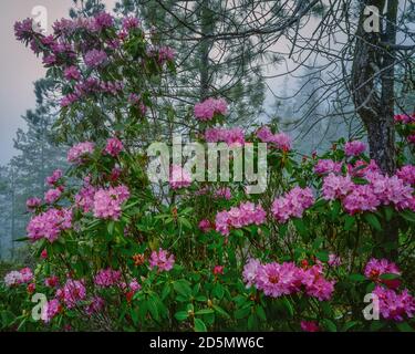 Rhododendron Bloom, Smith River National Recreation Area, Six Rivers National Forest, Del Norte County, Kalifornien Stockfoto