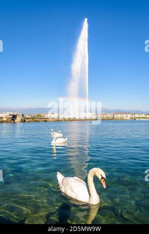 An einem sonnigen Morgen treiben Schwäne auf dem ruhigen Wasser der Genfer Bucht und ein Regenbogen erscheint auf dem Jet d'Eau Wasserstrahlbrunnen. Stockfoto
