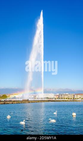 Ein Regenbogen erscheint an einem sonnigen Morgen auf dem Jet d'Eau Wasserstrahlbrunnen in der Bucht von Genf mit Schwanen, die im Vordergrund auf dem Wasser schweben. Stockfoto