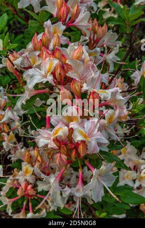 Western Azalea, Rhododendron Occidentale, Smith River National Recreation Area, Six Rivers National Forest, Del Norte County, Kalifornien Stockfoto