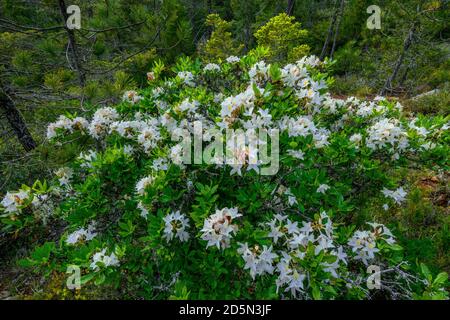 Western Azalea, Rhododendron Occidentale, Smith River National Recreation Area, Six Rivers National Forest, Del Norte County, Kalifornien Stockfoto