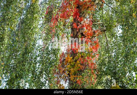Die Bäume sind im Herbst am farbenprächtigsten und ich denke, sie sind auch die schönsten. Stockfoto