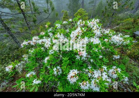 Western Azalea, Rhododendron Occidentale, Smith River National Recreation Area, Six Rivers National Forest, Del Norte County, Kalifornien Stockfoto