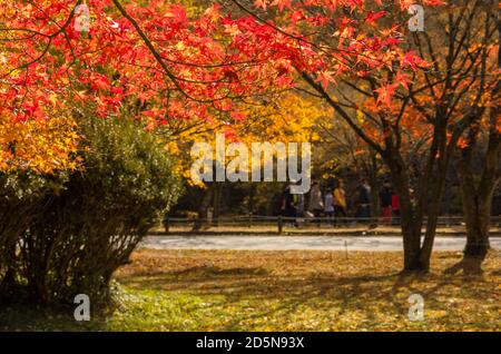 Naejangsan National Park, Jeollabuk-do, Südkorea - 12. November 2019: Herbstlandschaft. Park mit bunten Ahornbäumen. Stockfoto