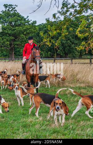 Belvoir, Grantham, Lincolnshire - die Belvoir Hounds, warten auf Morgenübungen mit Jäger John Holliday Stockfoto