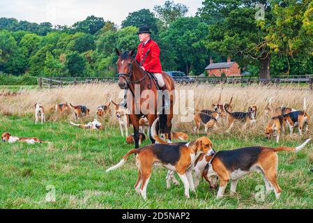 Belvoir, Grantham, Lincolnshire - die Belvoir Hounds, warten auf Morgenübungen mit Jäger John Holliday Stockfoto