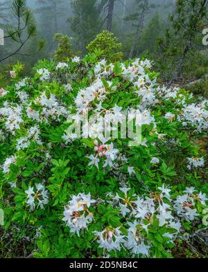 Western Azalea, Rhododendron Occidentale, Smith River National Recreation Area, Six Rivers National Forest, Del Norte County, Kalifornien Stockfoto