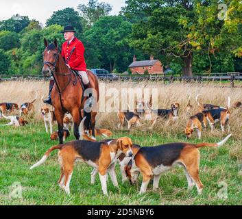 Belvoir, Grantham, Lincolnshire - die Belvoir Hounds, warten auf Morgenübungen mit Jäger John Holliday Stockfoto