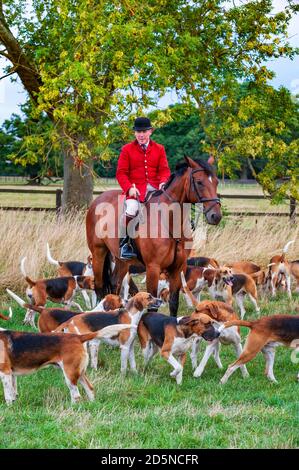 Belvoir, Grantham, Lincolnshire - die Belvoir Hounds, warten auf Morgenübungen mit Jäger John Holliday Stockfoto