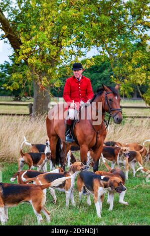 Belvoir, Grantham, Lincolnshire - die Belvoir Hounds, warten auf Morgenübungen mit Jäger John Holliday Stockfoto