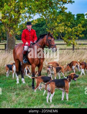 Belvoir, Grantham, Lincolnshire - die Belvoir Hounds, warten auf Morgenübungen mit Jäger John Holliday Stockfoto