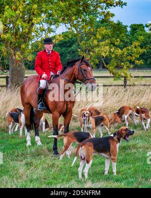 Belvoir, Grantham, Lincolnshire - die Belvoir Hounds, warten auf Morgenübungen mit Jäger John Holliday Stockfoto