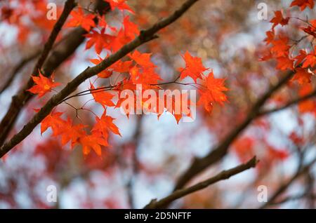 Rot Ahornblatt Nahaufnahme Foto auf Herbst Wald Hintergrund in Korea Stockfoto